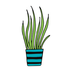 chlorophytum in a pot icon hand drawn. vector, minimalism, scandinavian, doodle, cartoon. sticker, plant, flower.