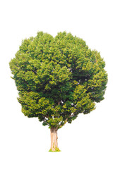 Single tree, shrub, isolated on white background.