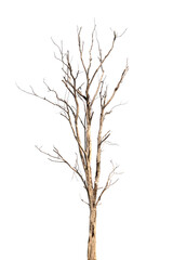 Fototapeta na wymiar dead trees, dry trees in Thailand isolated on a white background