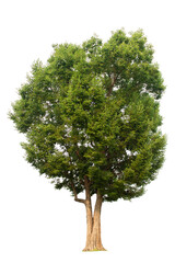 Fototapeta premium Single tree, shrub, isolated on white background.