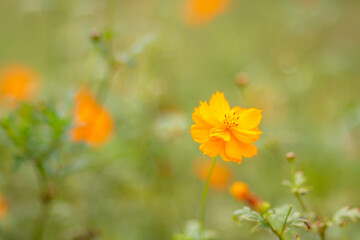 Obraz premium flower, nature, yellow, garden, orange, summer, plant, spring, flowers, blossom, flora, bloom, field, marigold, petal, beauty, meadow, sky, floral, sun, color, daisy, petals, closeup, beautiful