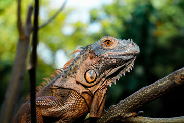 Close up-macro orange iguana reptile animal
