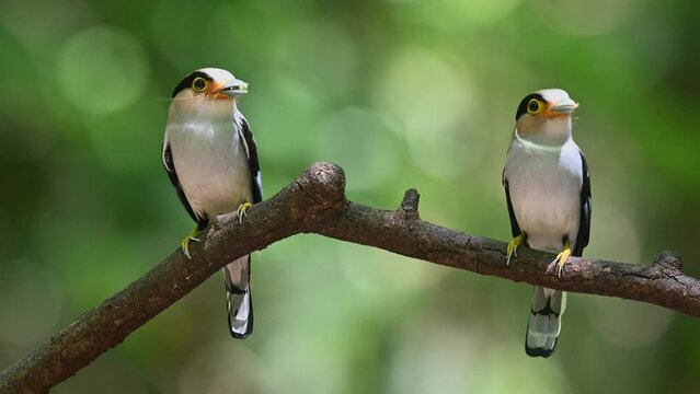 Silver-breasted Broadbill, Serilophus lunatus, Kaeng Krachan National Park, Thailand, both mom and dad ready to deliver food to their nestlings.