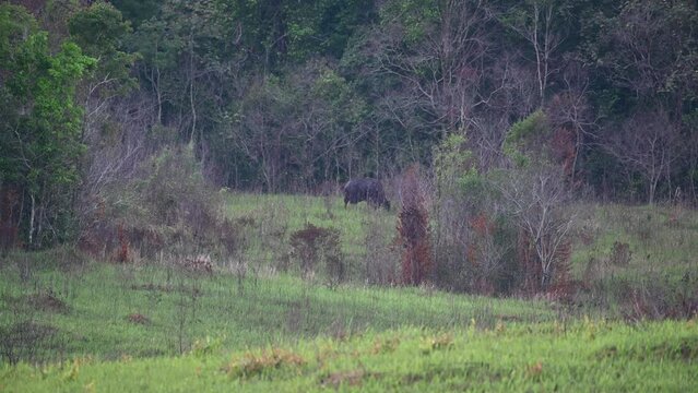 Gaur Bos Gaurus, Kaeng Krachan National Park, Thailand, an individual grazing moving to the right almost covered by tall grass during the afternoon.