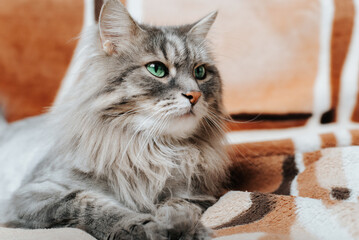 Gray fluffy cat with green eyes lying on sofa and looking away, indoors. Portrait of cute fur pet resting on couch, close-up