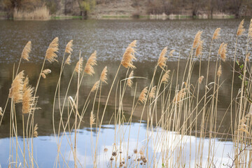 reeds in the lake
