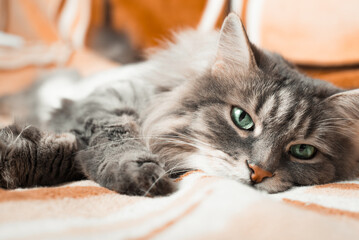 Sleepy fluffy cat with green eyes resting on couch and looking at camera, indoors. Tired cute gray...