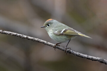 Ruby crowned Kinglet