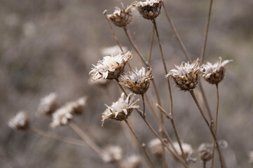 
autumn flowers