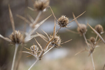 Obraz premium dry thistle flower