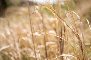 golden wheat field
