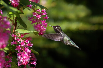 annas hummingbird and flower