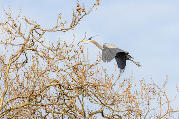 great blue heron