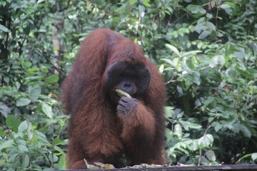 Orangutan (orang-utan) in his natural environment in the rainforest on Borneo (Kalimantan) island...