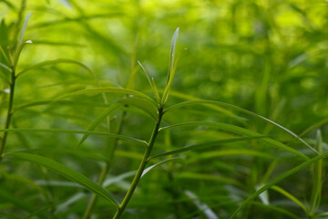 green leaf background blur nature green background or abstract