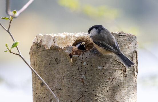 Black Capped Chickadee Nest