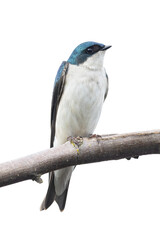 Tree swallow bird