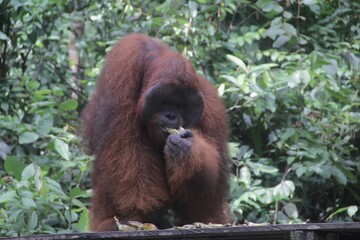 Orangutan (orang-utan) in his natural environment in the rainforest on Borneo (Kalimantan) island with trees and palms behind