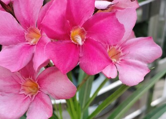 pink Gallardia flower . Beautiful flower in garden 