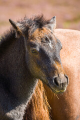 Wild horses grazing in the New Forest, England