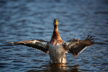 Mallard duck flapping to take off and fly away in London