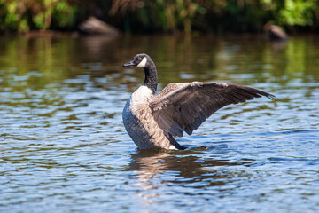 Canada Goose flapping its wings on a lake in London
