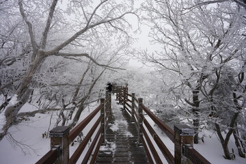 snowy forest boardwalk and people