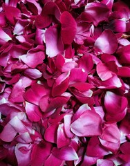 pink rose petals 