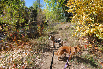 Two dogs including one with orthotic knee stifle brace out for a walk on dirt path through trees