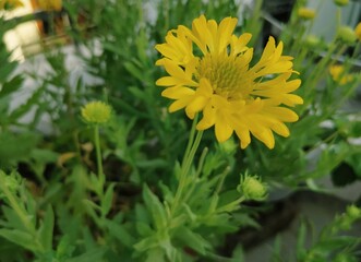 yellow Gallardia  flower with loads of buds