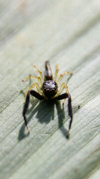 macro photography of a black scorpion mimic jumping spider seen on a green leaf looking at the camera