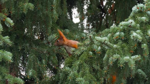 Red squirrel sits on spruce tree branch as the wind blows its ears up