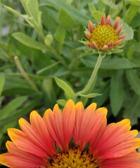 orange Gallardia flower with bud 