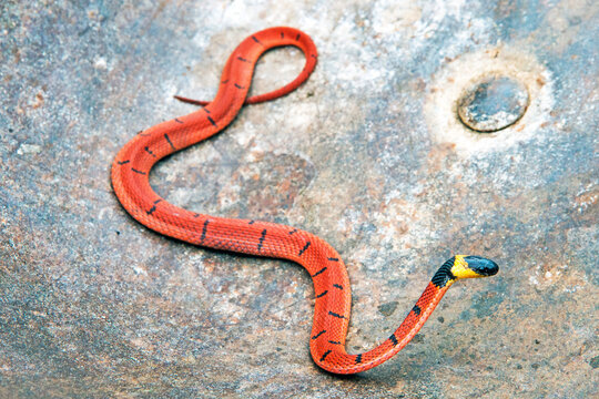 redback coffee snake (Ninia sebae)