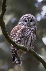 Barred Owl Bird