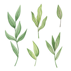 Collection of hand drawn watercolor greenery elements. Botanical leaves clipart for postcards, invitations, design templates. Set of leaves isolated on white background.