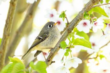 Ruby crowned Kinglet