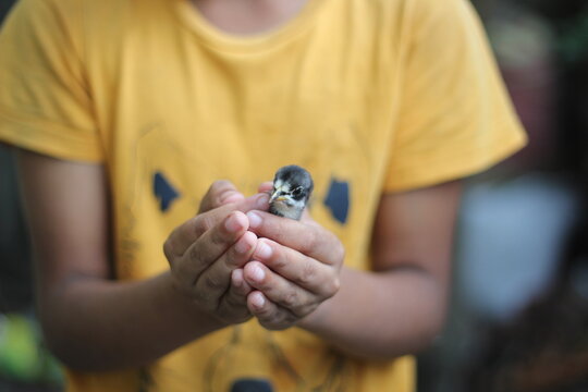 Beautiful chicks on a child's hand