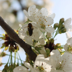 Close-up of honey bee eating nectar on white Apple flowers on branches on a sunny day. Apis mellifera on Malus domestica flower