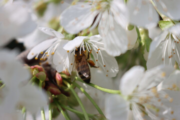 Close-up of honey bee eating nectar on white Apple flowers on branches on a sunny day. Apis mellifera on Malus domestica flower