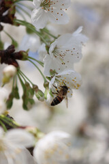 Close-up of honey bee eating nectar on white Apple flowers on branches on a sunny day. Apis mellifera on Malus domestica flower