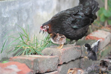 Hen hunting food with her chicks
