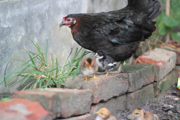 Hen hunting food with her chicks