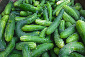 The freshly harvested cucumbers are a bit dirty because of the soil from the garden   