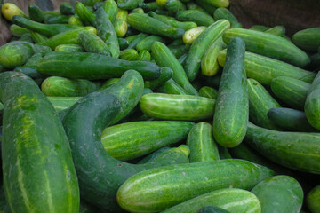 Freshly harvested cucumbers look very fresh   