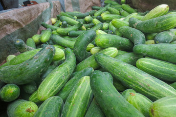 Fresh cucumbers in a crate with a plastic bottom. Freshly harvested cucumbers are a bit dirty      