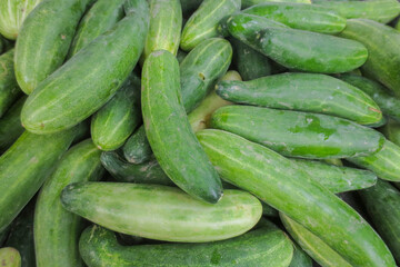 The freshly harvested cucumbers are a bit dirty because of the soil from the garden