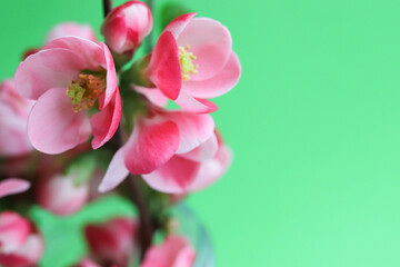Fototapeta na wymiar spring greeting card layout. flowering branch with pink flowers