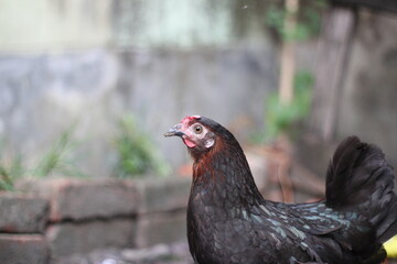 Closeup portrait of a black hen