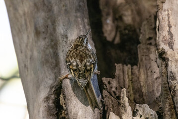 brown creeper nest
